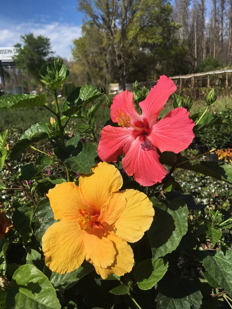 Professional outdoor landscaping for residential properties across Land O' Lakes, FL - The Greenery of Tampa Bay