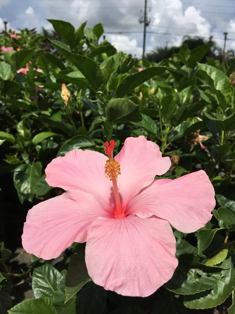 Top-rated landscape design in Land O' Lakes, FL - The Greenery of Tampa Bay
