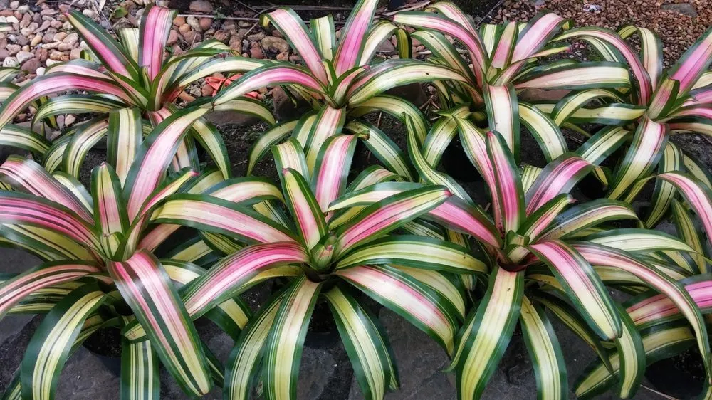 Affordable landscape installation experts serving Land O' Lakes, FL - The Greenery of Tampa Bay
