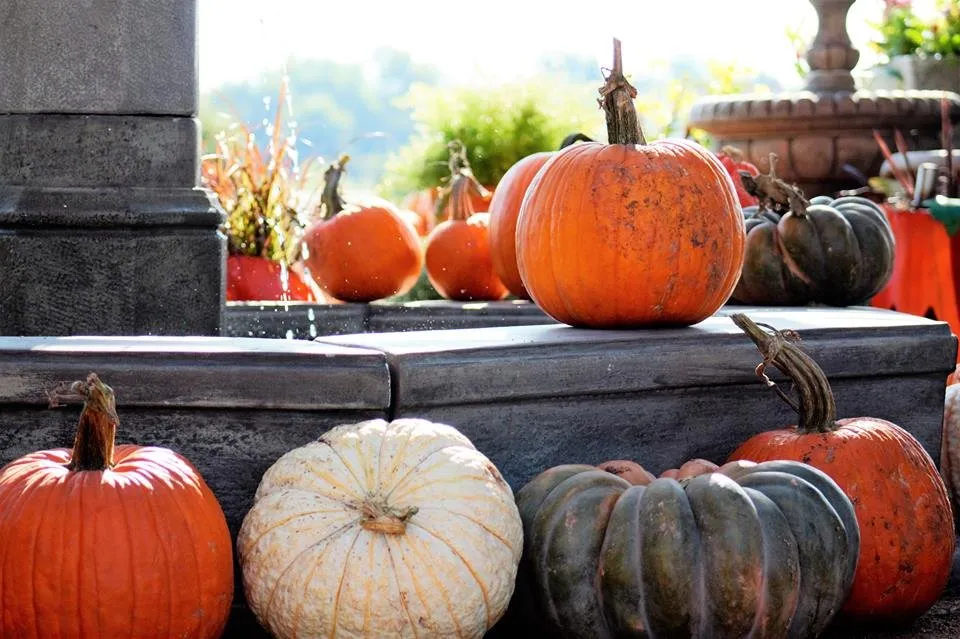 Trusted lawn care service for year-round maintenance in Waxahachie, TX by The Greenery