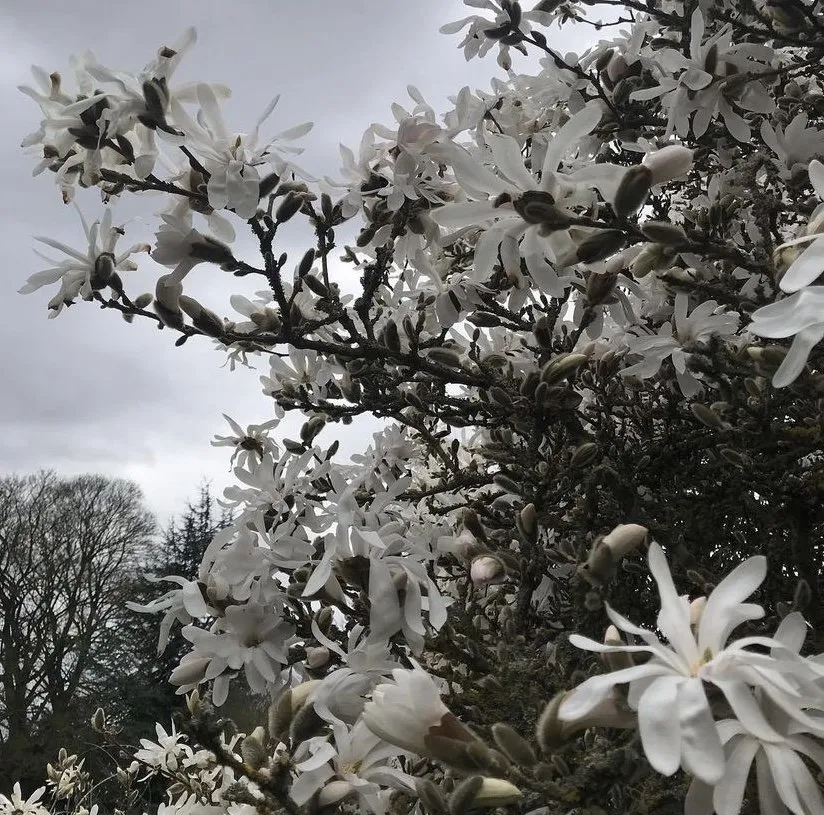 Local landscaping services in Portland, OR - The Greenleaf Gardens