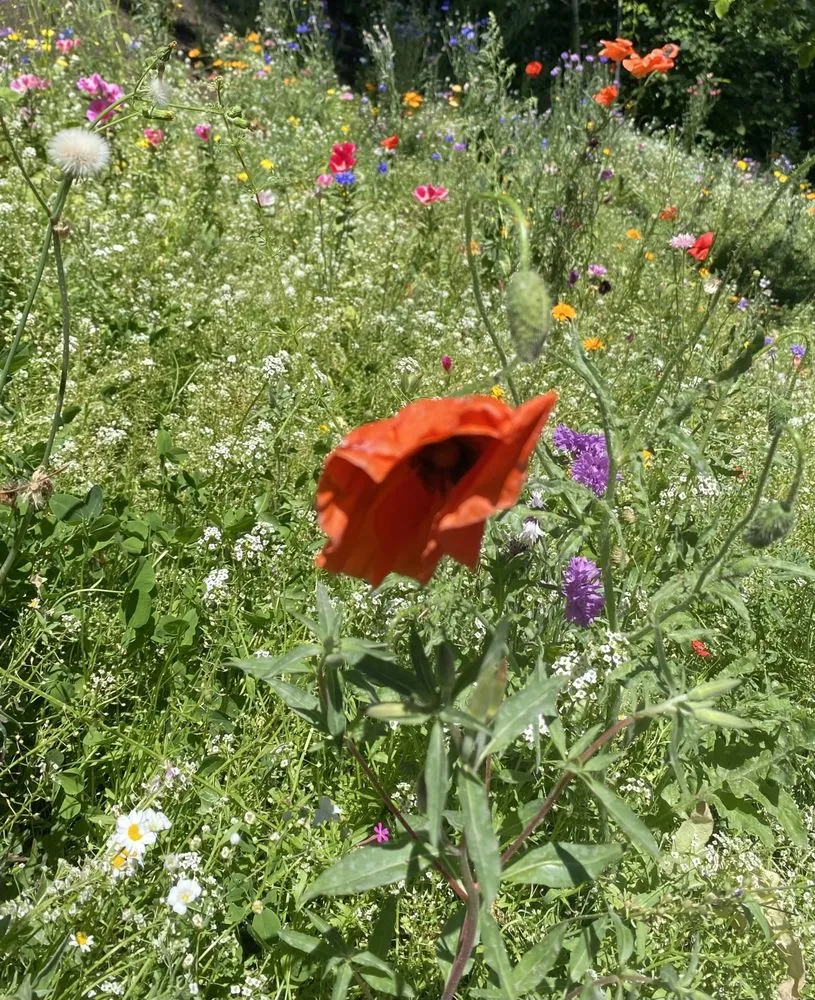 Custom garden landscaping with custom design across Portland, OR - The Greenleaf Gardens