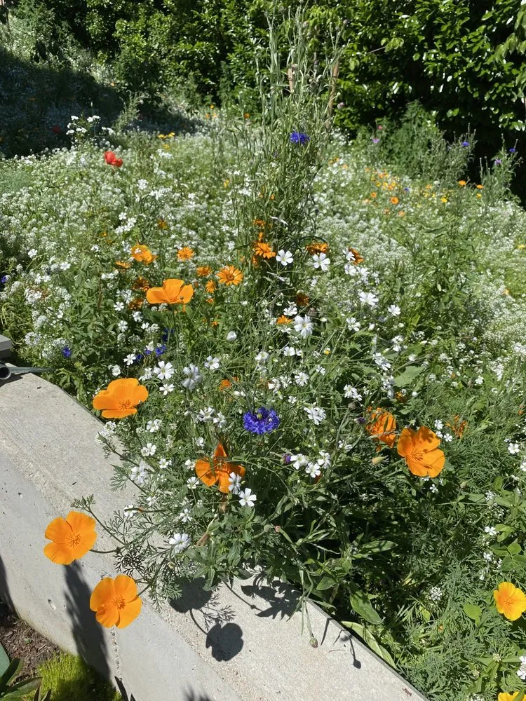 Trusted lawn care service for outdoor upgrades across Portland, OR - The Greenleaf Gardens