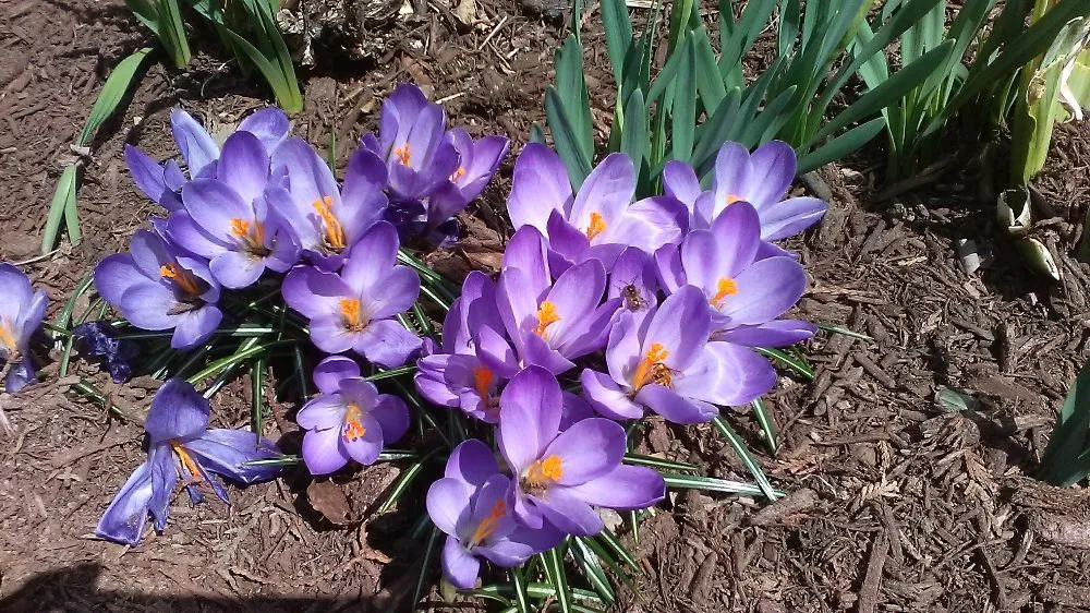 Top-rated residential landscaping with custom design across Spencer, MA - The Greenman Garden Landscaping