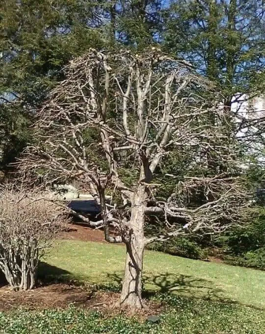 Reliable yard cleanup service for residential properties in Spencer, MA by The Greenman Garden Landscaping