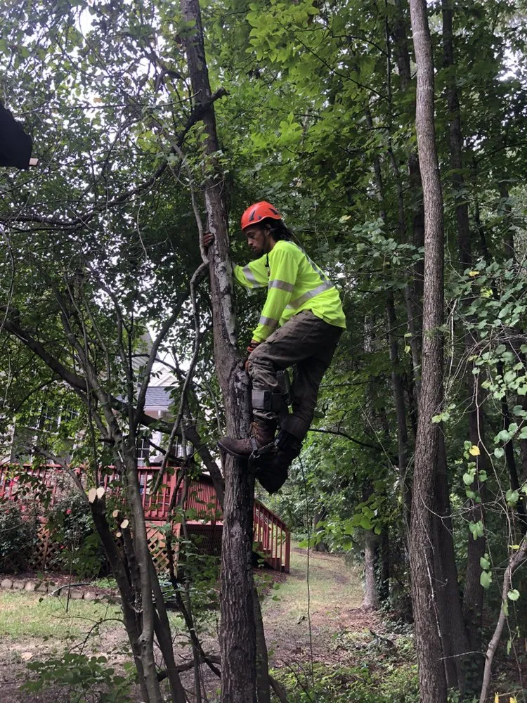 Expert yard cleanup service in Durham, NC - The Greenscapers