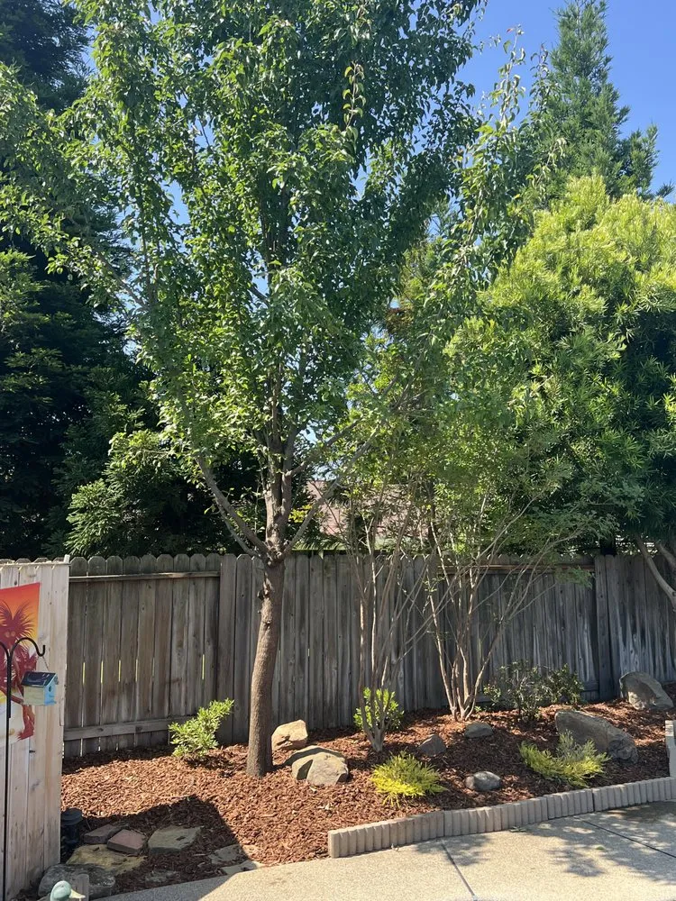 Professional lawn care service in Sacramento, CA by The Grounds Company