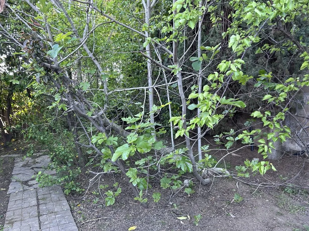 Affordable lawn mowing service in Sacramento, CA by The Grounds Company