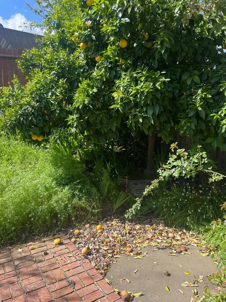 Custom lawn mowing service in Sacramento, CA - The Grounds Company