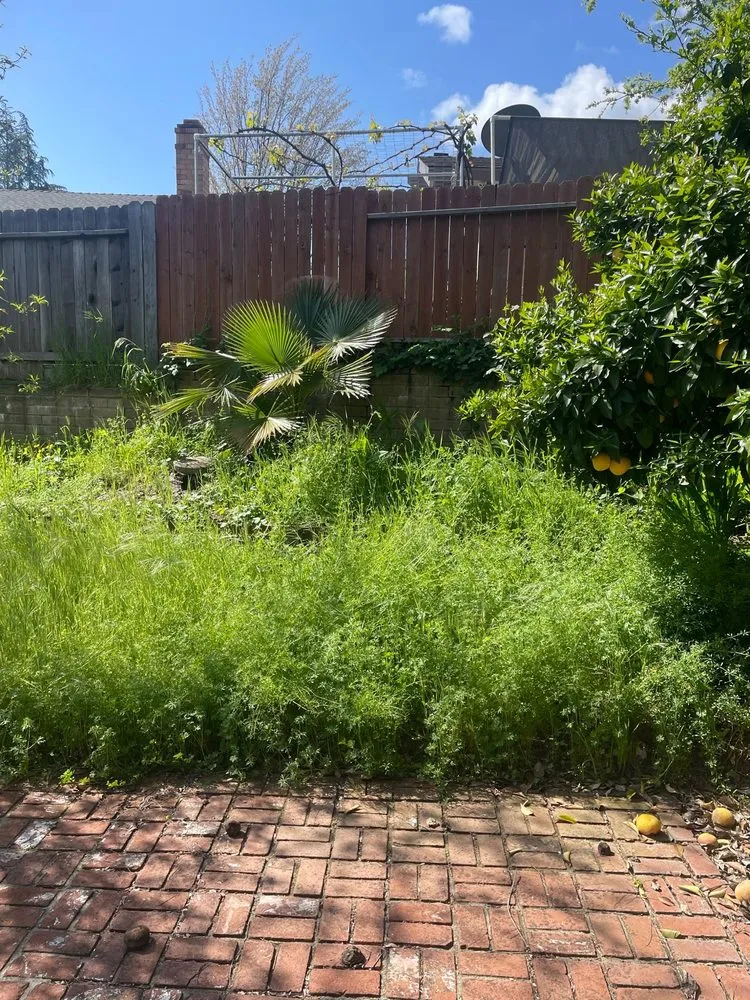 Reliable lawn care service in Sacramento, CA by The Grounds Company