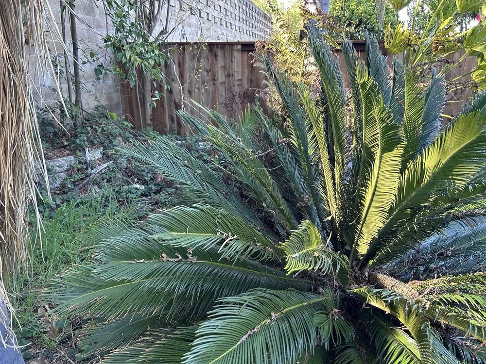 Expert outdoor landscaping in Sacramento, CA - The Grounds Company