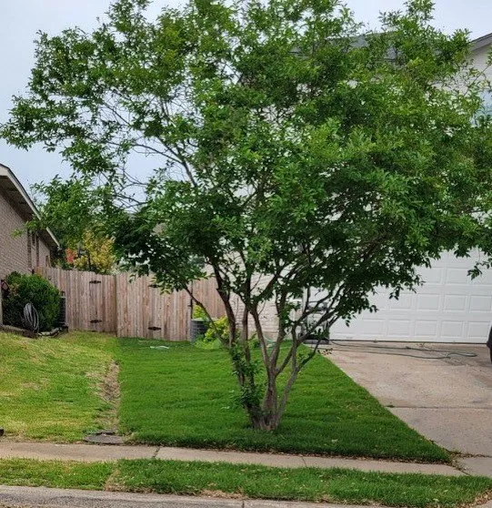 Custom lawn care service experts serving Leander, TX - The Grounds Guys of Cedar Park