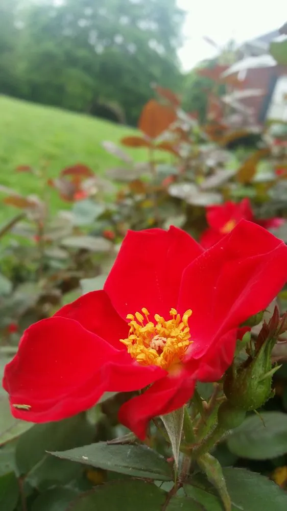 Affordable residential landscaping near you across Powdersville, SC - The Grounds Guys of Greenville, SC