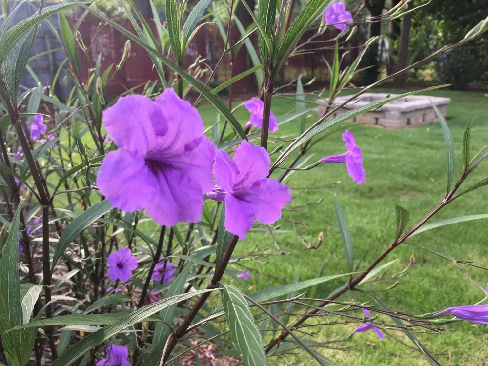 Expert garden landscaping in Powdersville, SC - The Grounds Guys of Greenville, SC