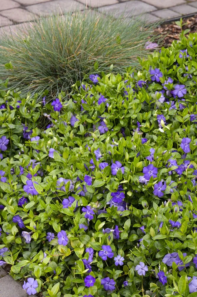 Trusted yard maintenance in Houston, TX by The Grounds Guys of Memorial Park