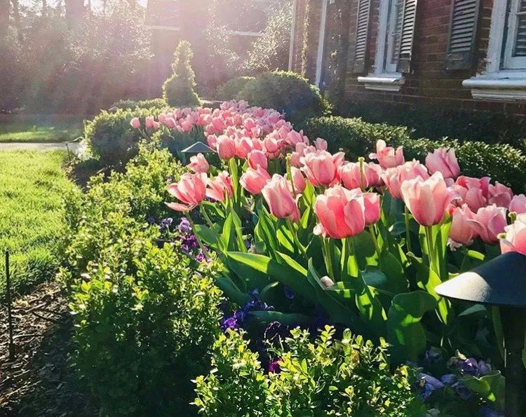 Trusted outdoor landscaping for residential properties in Charlotte, NC by The Grounds Guys of Myers Park