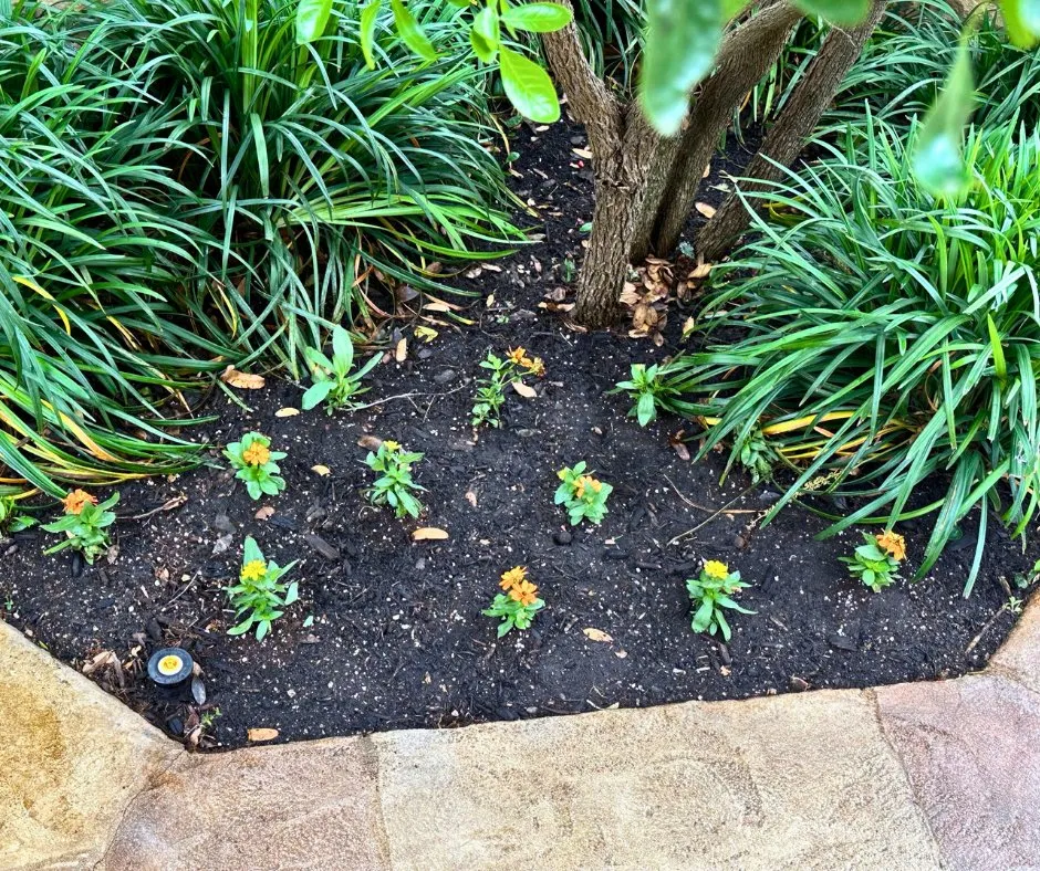 Reliable landscape design for year-round maintenance across New Braunfels, TX - The Grounds Guys of New Braunfels