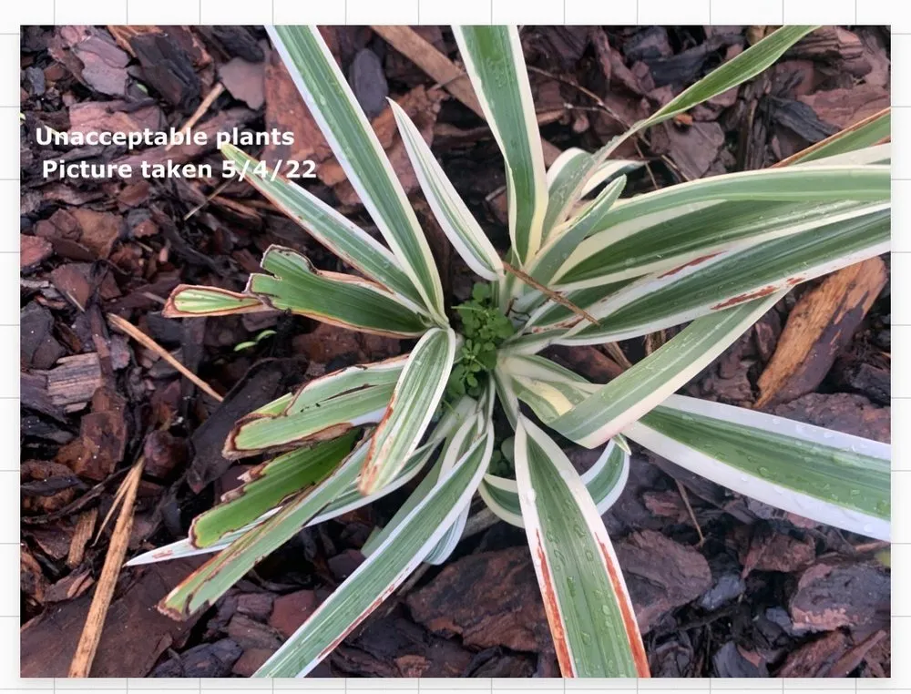 Affordable garden landscaping experts serving Debary, FL - The Grounds Guys of Sanford, FL