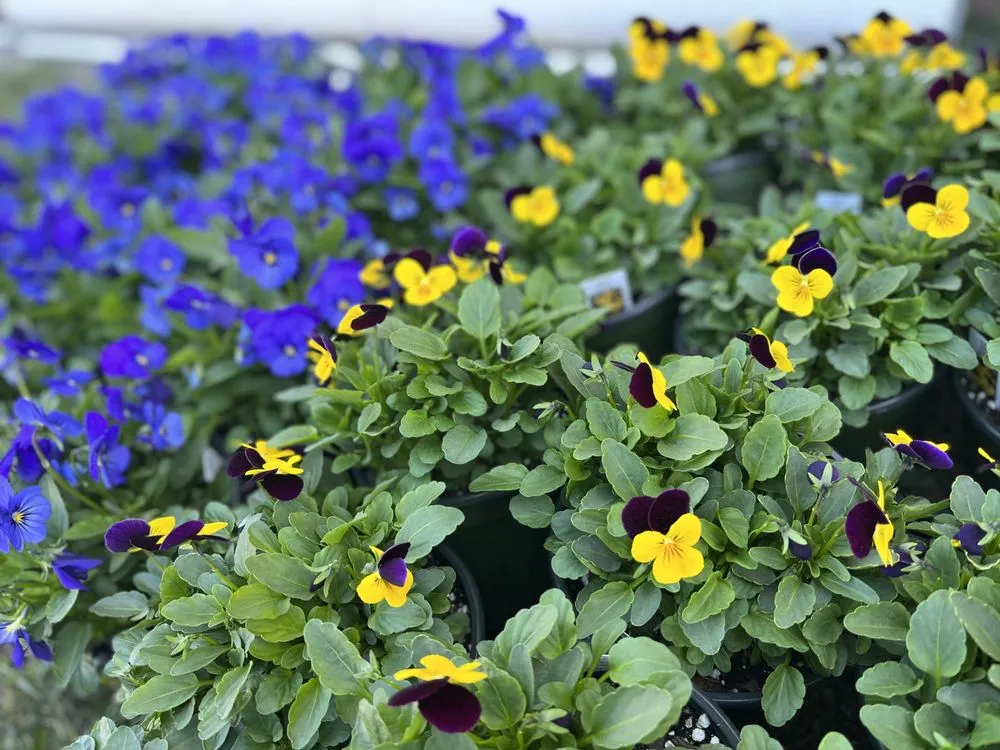 Affordable outdoor landscaping experts serving Ashland, VA - The Grounds Guys of West End