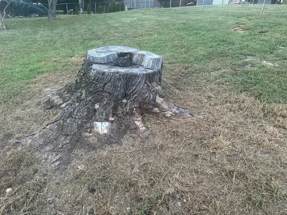 Top-rated residential landscaping for beautiful yards across VA, VA - The Grumpy Stumper