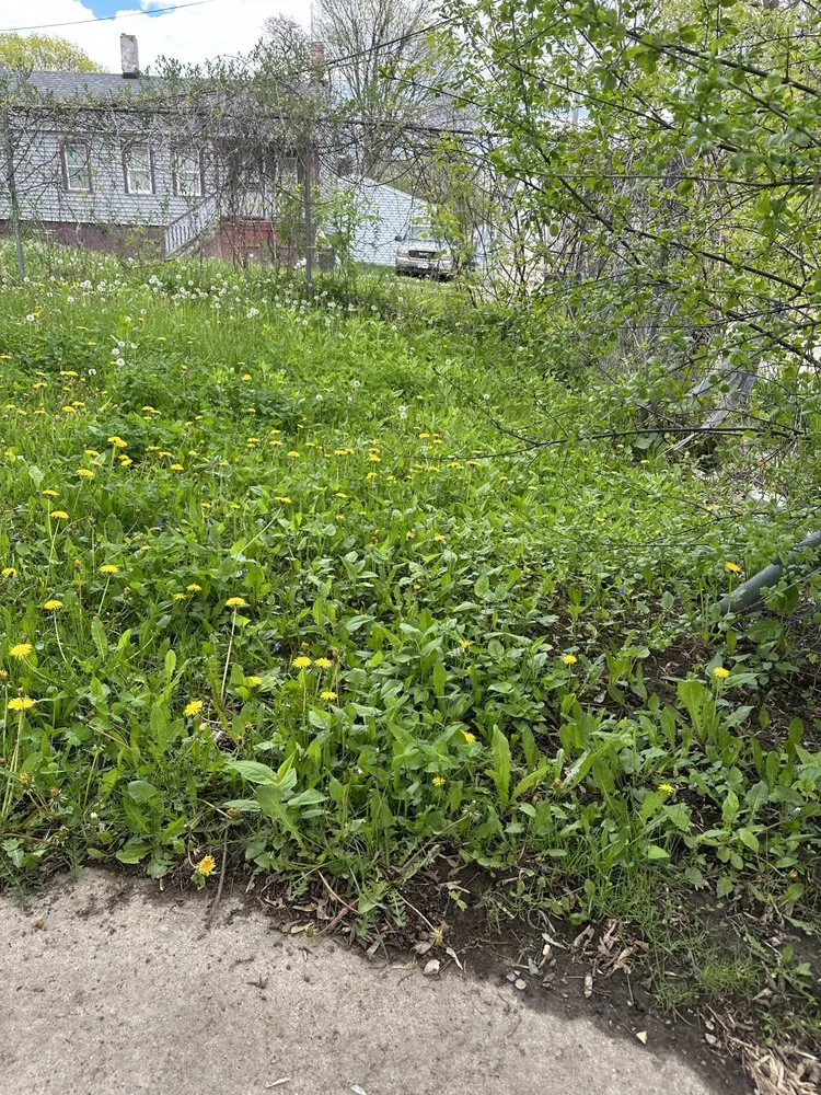 Local yard cleanup service in Milwaukee, WI by The Guys That do it All