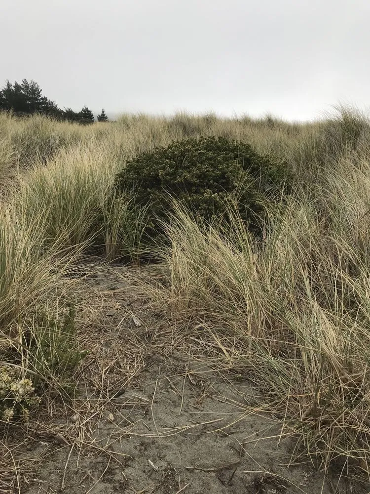 Expert yard maintenance in Sebastopol, CA by The Habitat Corridor Project