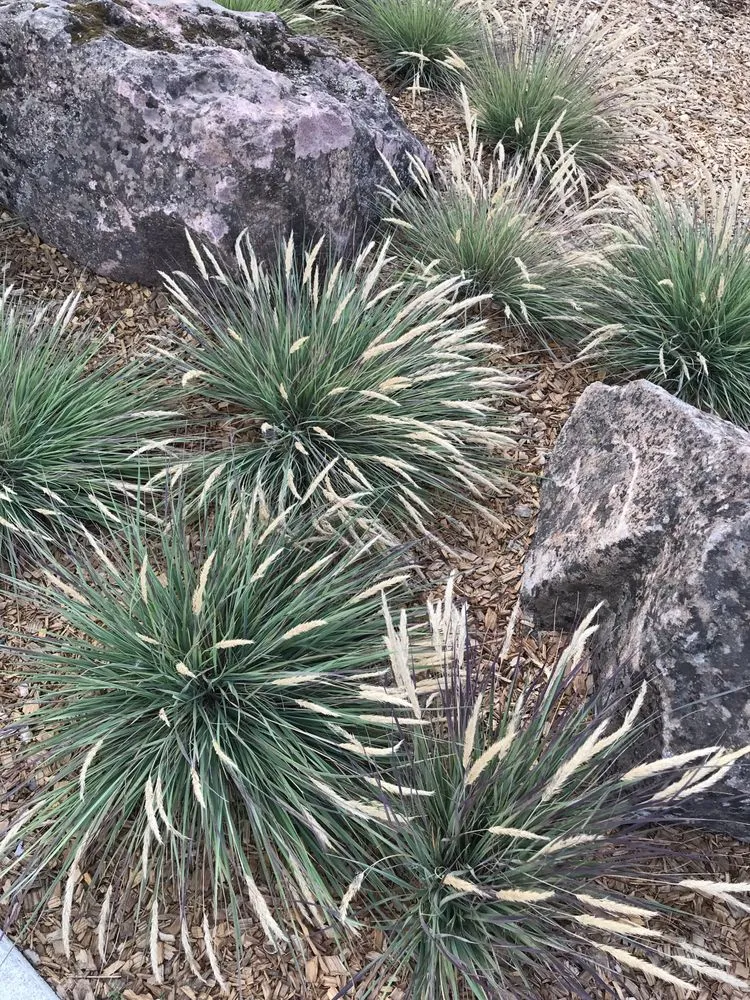 Affordable yard cleanup service in Sebastopol, CA by The Habitat Corridor Project