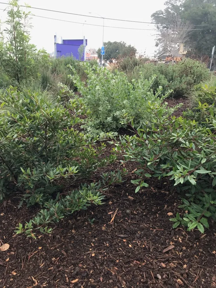 Local landscape installation near you in Sebastopol, CA by The Habitat Corridor Project