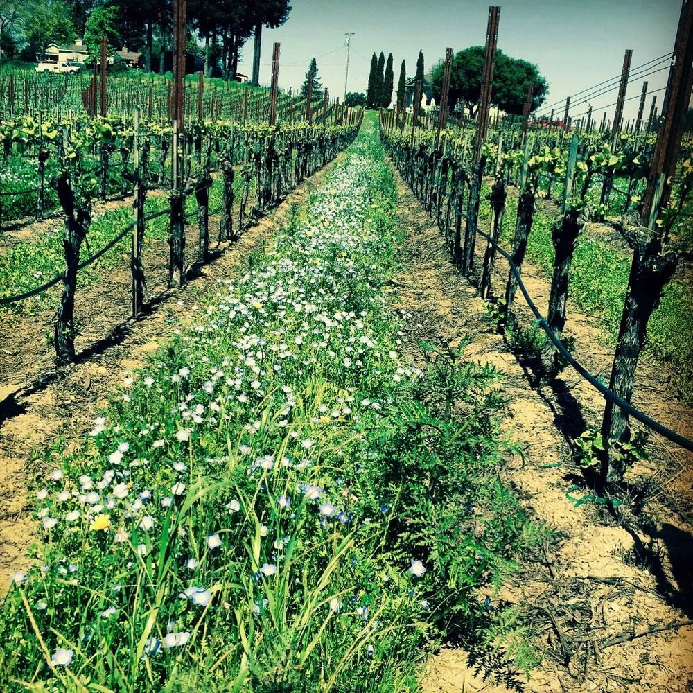 Affordable garden landscaping experts serving Sebastopol, CA - The Habitat Corridor Project