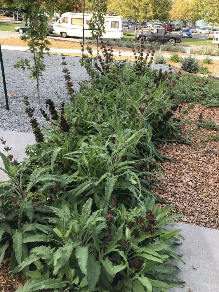Expert yard cleanup service for outdoor upgrades across Sebastopol, CA - The Habitat Corridor Project