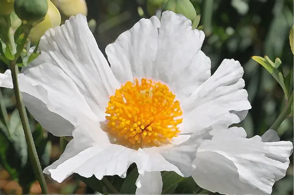 The Habitat Corridor Project Logo