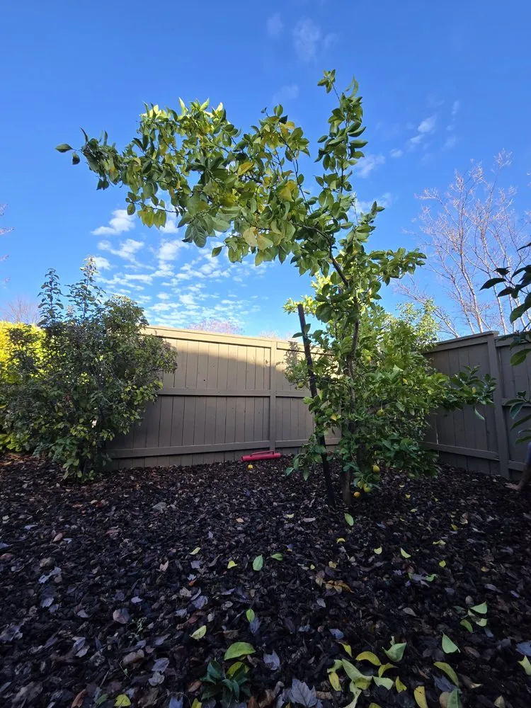 Trusted residential landscaping in Placerville, CA by The Handy Couple