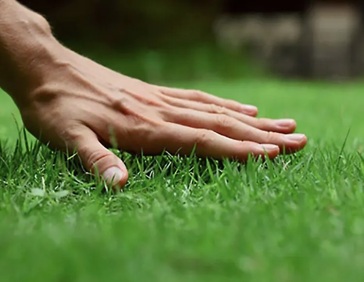 Trusted yard cleanup service in Baton Rouge, LA by The Handy Helper