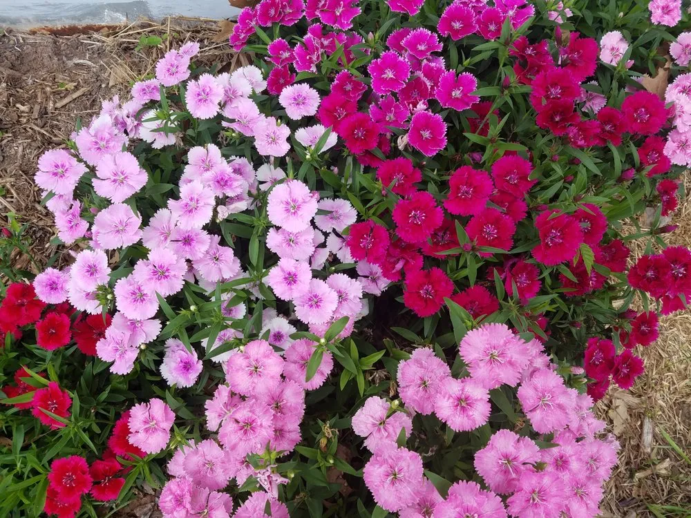 Top-rated landscaping services experts serving McKinney, TX - The Handy Rooster