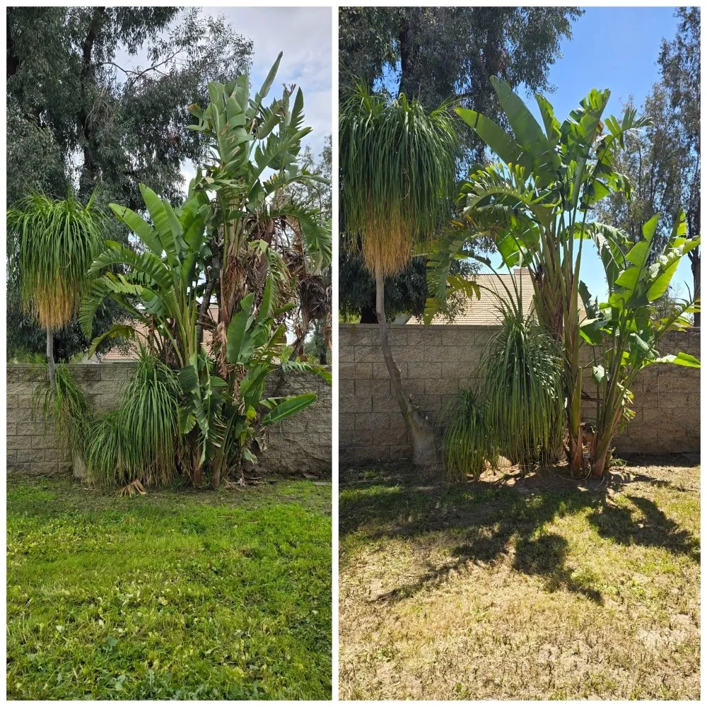 Reliable yard maintenance for year-round maintenance in Redlands, CA by The Harris Lawn