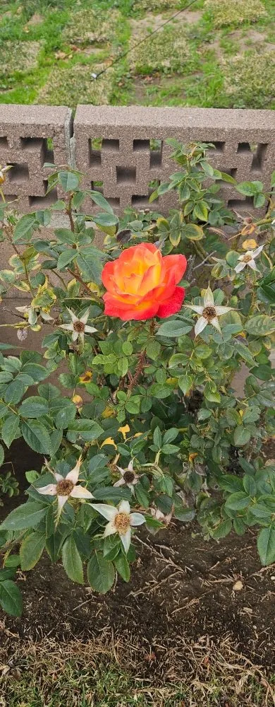 Reliable landscape installation experts serving Redlands, CA - The Harris Lawn