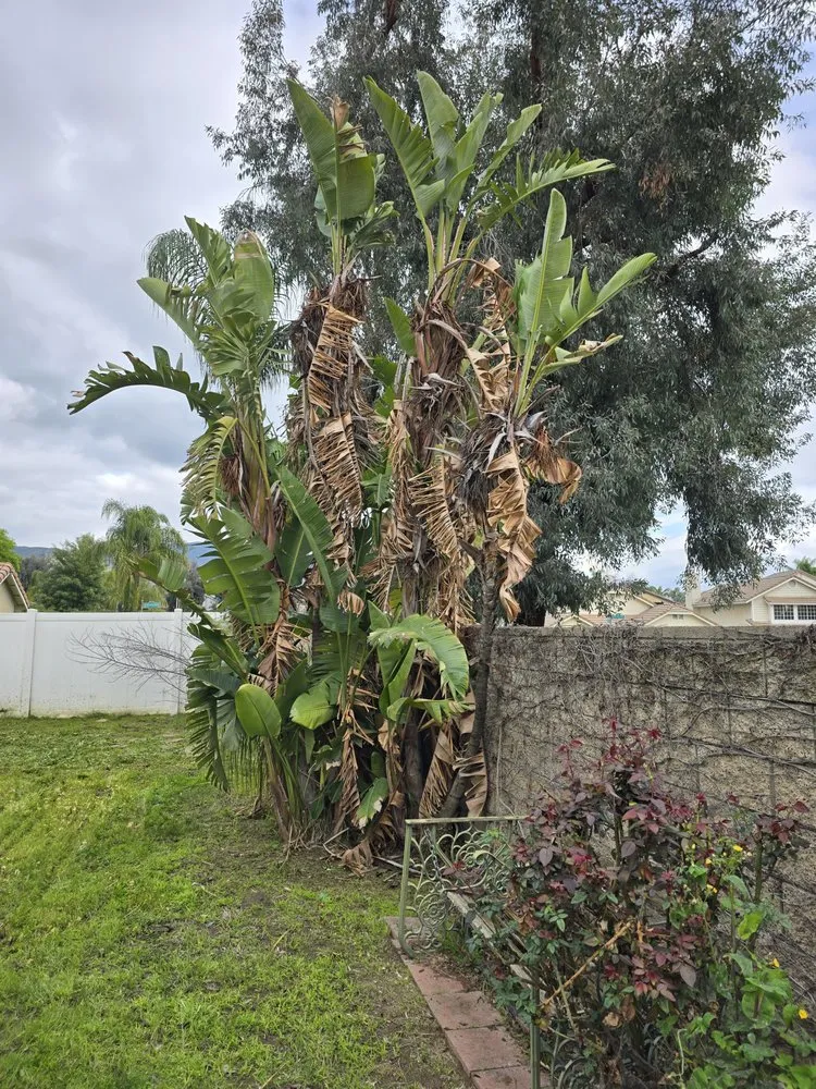 Trusted lawn mowing service near you across Redlands, CA - The Harris Lawn