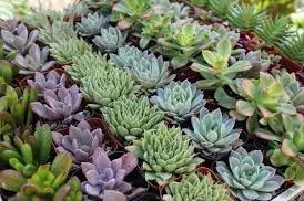 Top-rated lawn care service for beautiful yards across Los Angeles, CA - The Healthy Landscaping