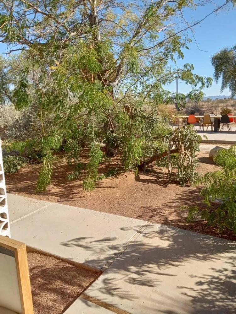 Local lawn care service for year-round maintenance across Yucca Valley, CA - The Hero Enterprise