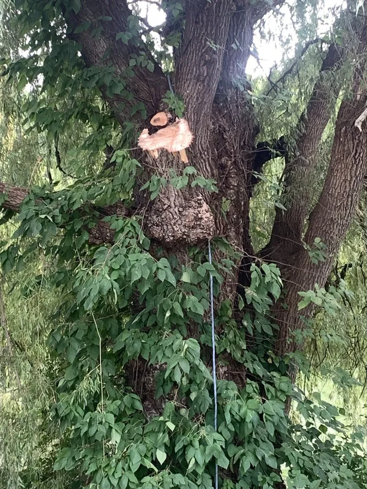 Trusted garden landscaping in Grant, MI - The Honest Woodsman Tree Snow And Landscape