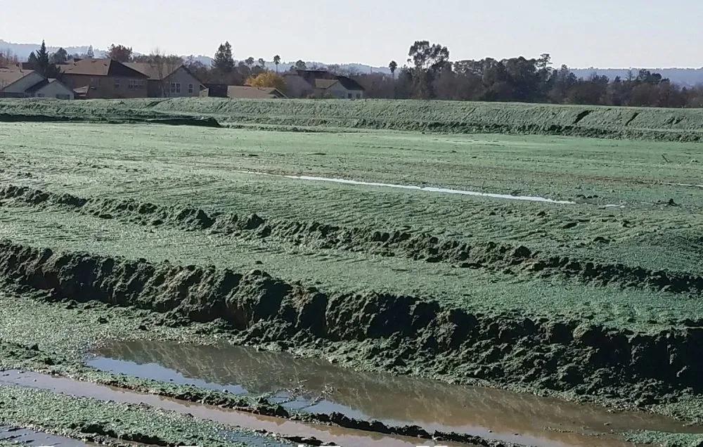 Reliable landscape design for beautiful yards in Fairfield, CA by The Hydroseed Company