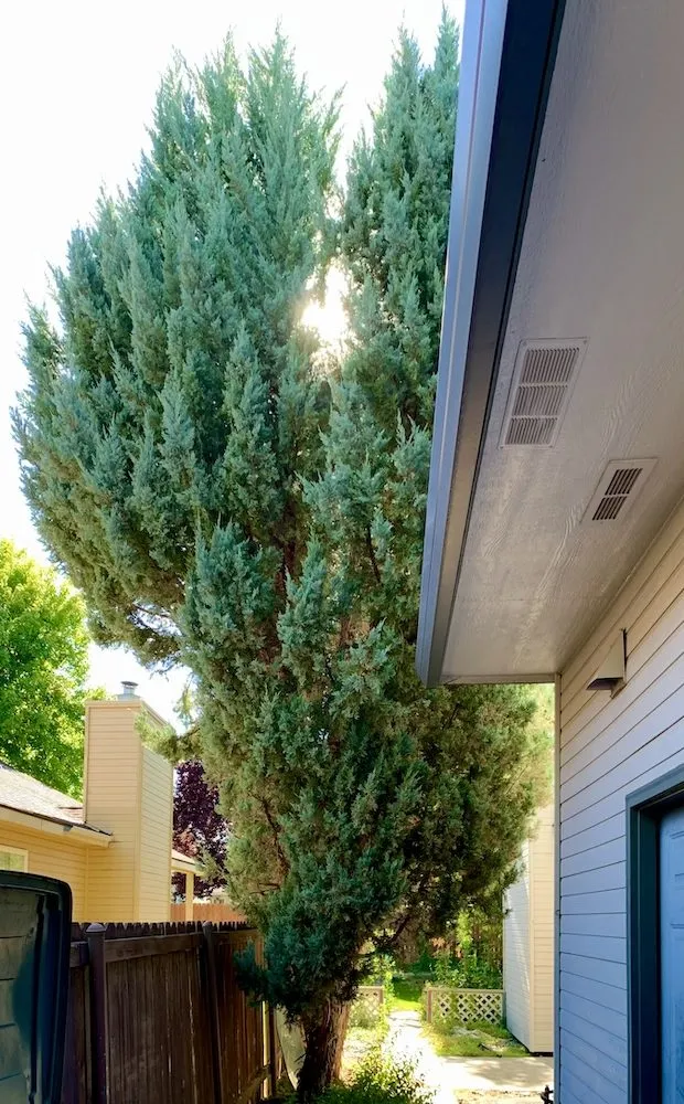 Local lawn mowing service experts serving West Richland, WA - The In & Out Home Services