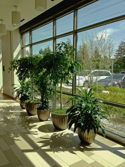 Custom landscape installation in Mercer Island, WA by The Interior Foliage Company