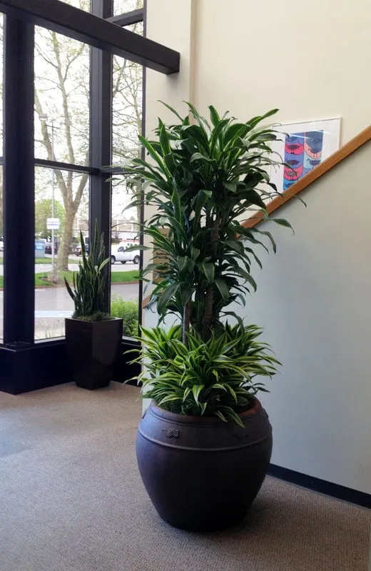 Local yard cleanup service for homes across Mercer Island, WA - The Interior Foliage Company