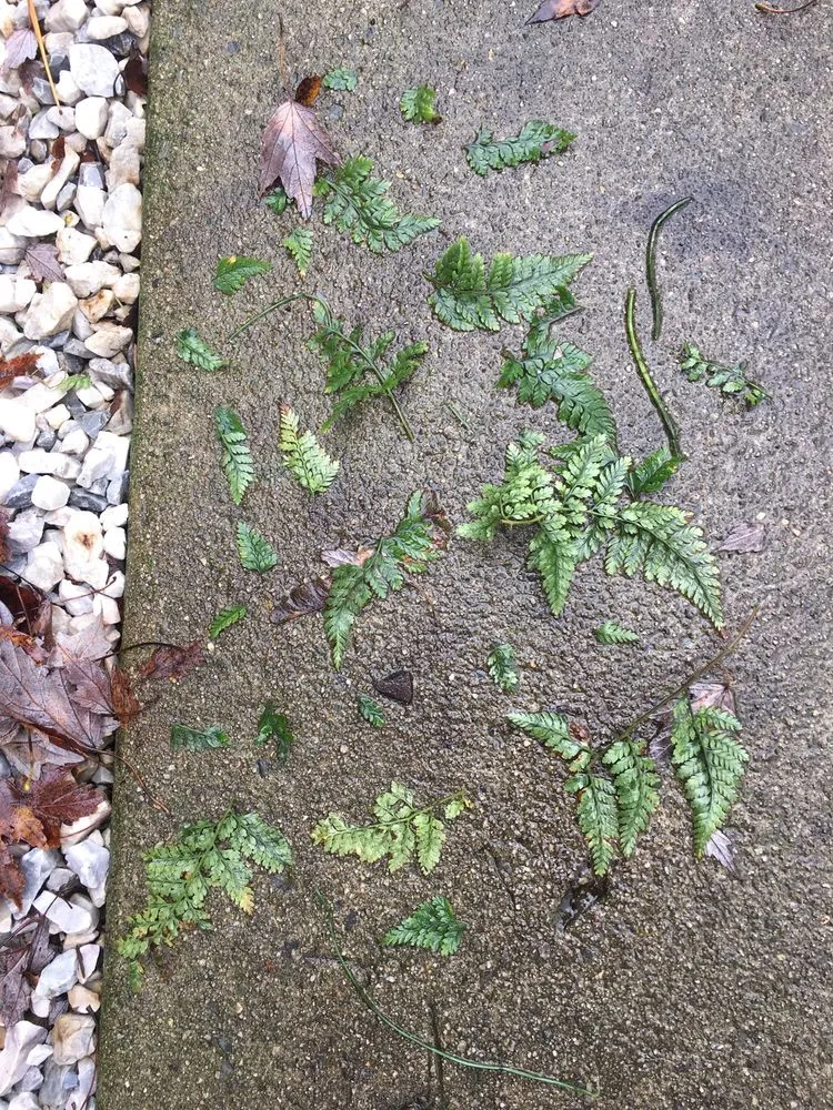 Local landscaping services in Carneys Point, NJ - The J Boys