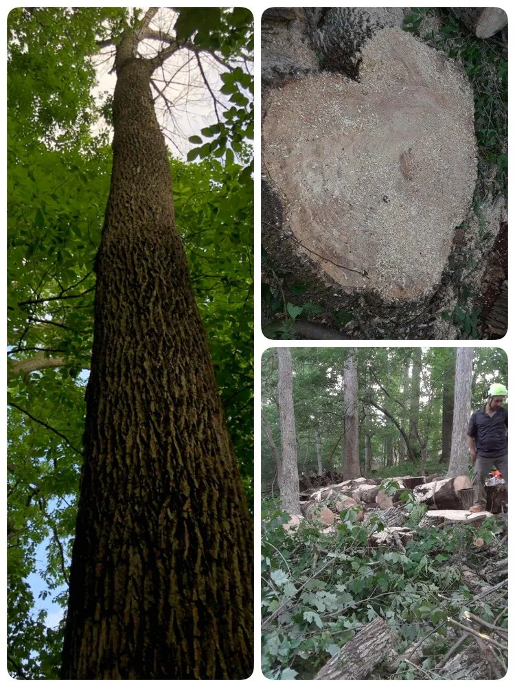 Custom yard cleanup service for year-round maintenance across Sterling, VA - The JackGreen Tree & Landscape Service