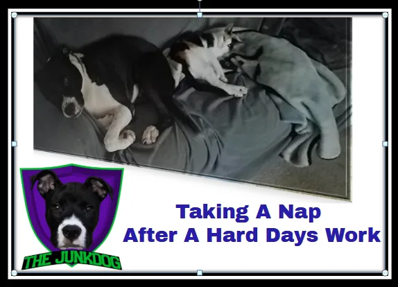 Custom landscape design near you in Youngsville, NC by The JunkDog