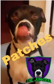 Trusted residential landscaping in Youngsville, NC - The JunkDog