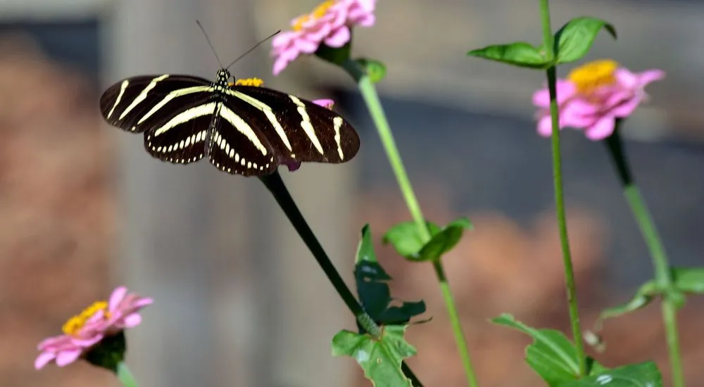 Reliable outdoor landscaping experts serving Sarasota, FL - The Key Gardener