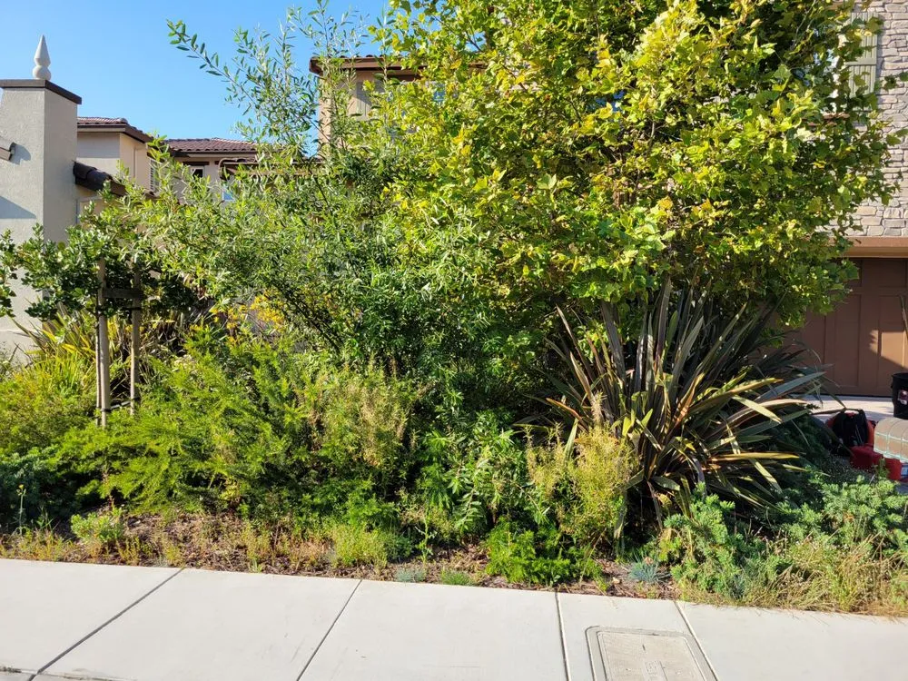 Custom outdoor landscaping for homes in Santa Clara, CA by The King Gardening Service